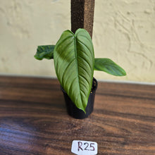Load image into Gallery viewer, #R25 Philodendron Tenue