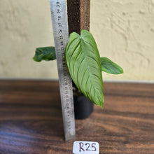 Load image into Gallery viewer, #R25 Philodendron Tenue
