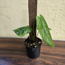 Load image into Gallery viewer, #R25 Philodendron Tenue