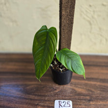 Load image into Gallery viewer, #R25 Philodendron Tenue