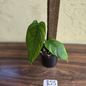#R25 Philodendron Tenue
