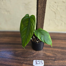 Load image into Gallery viewer, #R25 Philodendron Tenue