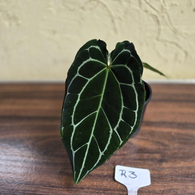 #R3 Dark Anthurium Crystallinum x