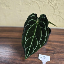 Load image into Gallery viewer, #R3 Dark Anthurium Crystallinum x