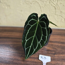 Load image into Gallery viewer, #R3 Dark Anthurium Crystallinum x