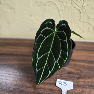 #R3 Dark Anthurium Crystallinum x