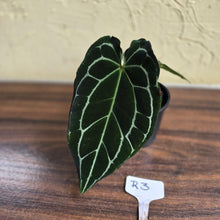 Load image into Gallery viewer, #R3 Dark Anthurium Crystallinum x