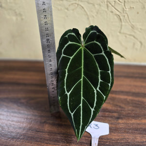 #R3 Dark Anthurium Crystallinum x