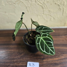 Load image into Gallery viewer, #R3 Dark Anthurium Crystallinum x