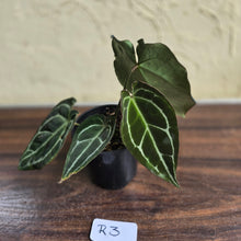 Load image into Gallery viewer, #R3 Dark Anthurium Crystallinum x