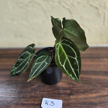 Load image into Gallery viewer, #R3 Dark Anthurium Crystallinum x