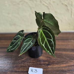 #R3 Dark Anthurium Crystallinum x