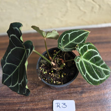 Load image into Gallery viewer, #R3 Dark Anthurium Crystallinum x