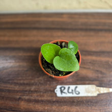Load image into Gallery viewer, #R46 Anthurium Cerrobaulense