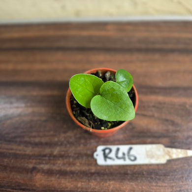 #R46 Anthurium Cerrobaulense