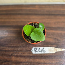 Load image into Gallery viewer, #R46 Anthurium Cerrobaulense