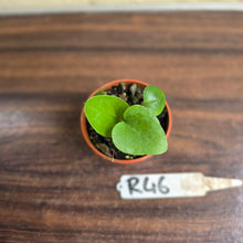 Load image into Gallery viewer, #R46 Anthurium Cerrobaulense