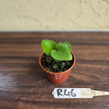 Load image into Gallery viewer, #R46 Anthurium Cerrobaulense