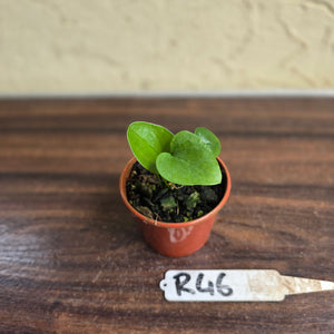 #R46 Anthurium Cerrobaulense