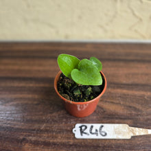 Load image into Gallery viewer, #R46 Anthurium Cerrobaulense