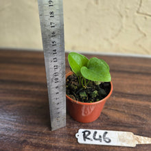 Load image into Gallery viewer, #R46 Anthurium Cerrobaulense
