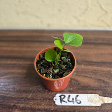 Load image into Gallery viewer, #R46 Anthurium Cerrobaulense