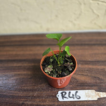 Load image into Gallery viewer, #R46 Anthurium Cerrobaulense