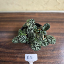 Load image into Gallery viewer, #R51 Primulina Yungfuensis
