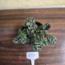 Load image into Gallery viewer, #R51 Primulina Yungfuensis