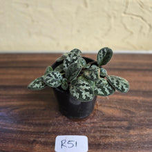 Load image into Gallery viewer, #R51 Primulina Yungfuensis