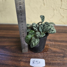 Load image into Gallery viewer, #R51 Primulina Yungfuensis