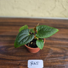 Load image into Gallery viewer, #R65 Anthurium Luxurians x