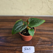 Load image into Gallery viewer, #R65 Anthurium Luxurians x