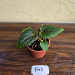 #R65 Anthurium Luxurians x