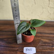 Load image into Gallery viewer, #R65 Anthurium Luxurians x