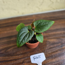 Load image into Gallery viewer, #R65 Anthurium Luxurians x