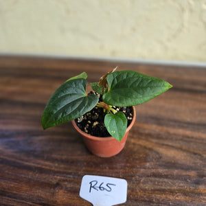 #R65 Anthurium Luxurians x