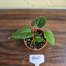 Load image into Gallery viewer, #R65 Anthurium Luxurians x