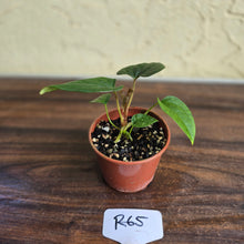 Load image into Gallery viewer, #R65 Anthurium Luxurians x