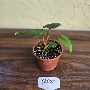 #R65 Anthurium Luxurians x
