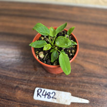 Load image into Gallery viewer, #R482 Three x Anthurium Pallidiflorum Seedlings