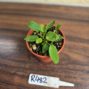 #R482 Three x Anthurium Pallidiflorum Seedlings