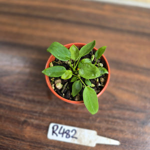 #R482 Three x Anthurium Pallidiflorum Seedlings
