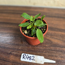 Load image into Gallery viewer, #R482 Three x Anthurium Pallidiflorum Seedlings