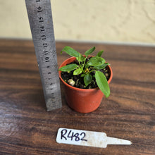 Load image into Gallery viewer, #R482 Three x Anthurium Pallidiflorum Seedlings