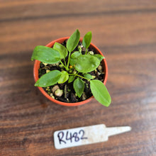 Load image into Gallery viewer, #R482 Three x Anthurium Pallidiflorum Seedlings