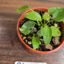 Load image into Gallery viewer, #R482 Three x Anthurium Pallidiflorum Seedlings