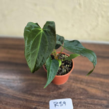 Load image into Gallery viewer, #R39 Anthurium Papillilaminum x