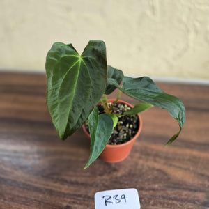 #R39 Anthurium Papillilaminum x