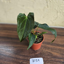 Load image into Gallery viewer, #R39 Anthurium Papillilaminum x